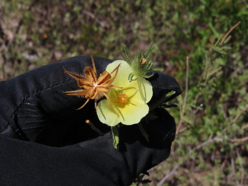 Hibiscus coulteri, photograph 2