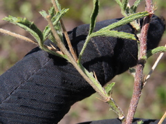 (c) Ulises Pinedo, some rights reserved (CC BY) Hibiscus coulteri, photograph (c) Ulises Pinedo, some rights reserved (CC BY)
