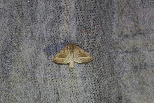 Rosy Rustic