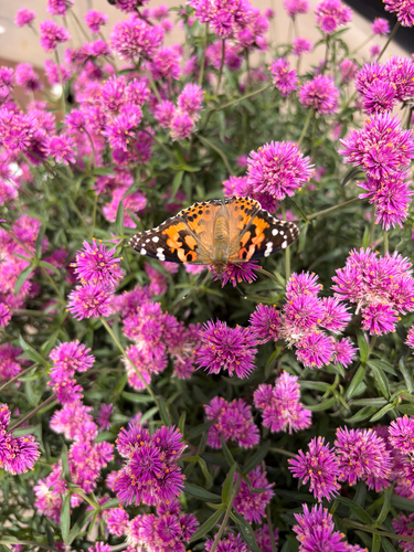 Painted Lady