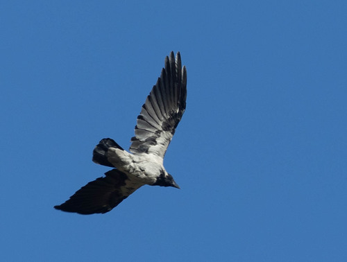 Hooded Crow