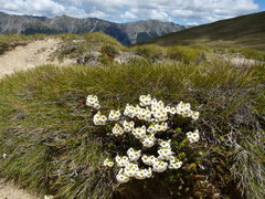 Euphrasia monroi
