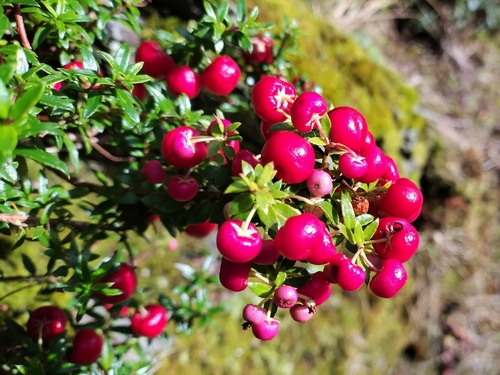 Prickly Heath