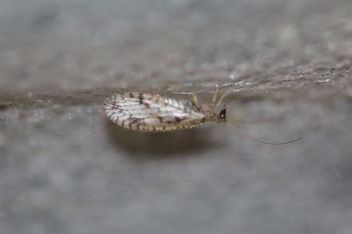 Variegated Brown Lacewing