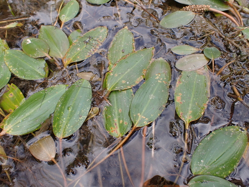 Longleaf Pondweed