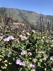 Phacelia grandiflora