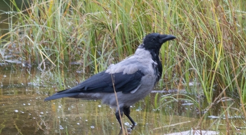 Hooded Crow