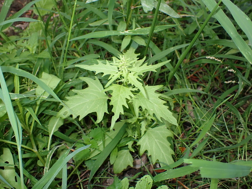 red pigweed