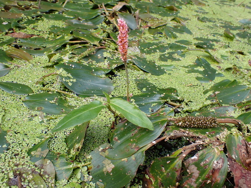 water smartweed