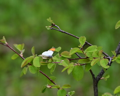 Anthocharis julia sulfuris