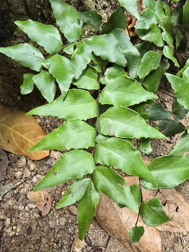 Adiantum petiolatum observed 2026-09-12