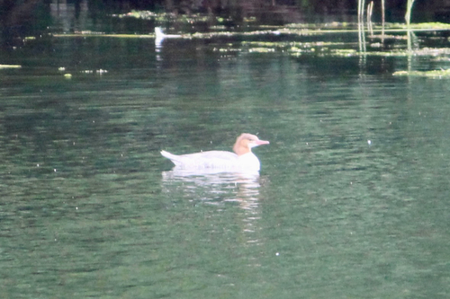 Common Merganser observed by chickadeelover123