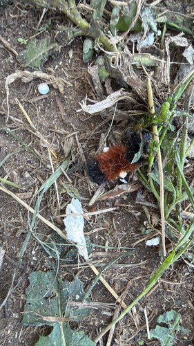 Isabella Tiger Moth