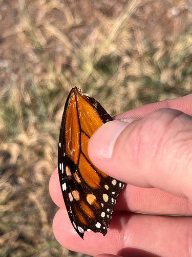 Monarch