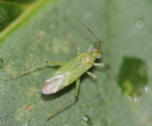 Black-kneed Capsid