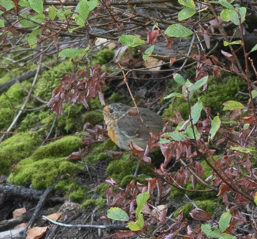 European Robin