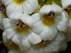 Euphrasia monroi