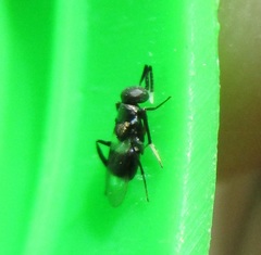 Homalotylus