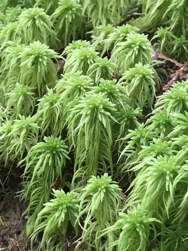 Sphagnum rubiginosum