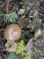 Clitocybe glacialis