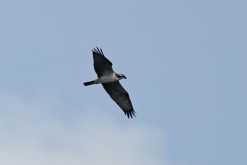 Osprey