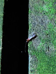 Braconidae