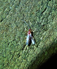 Braconidae