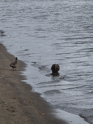 Northern Shoveler