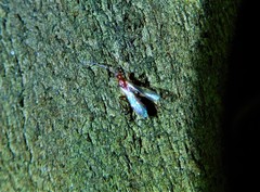 Braconidae
