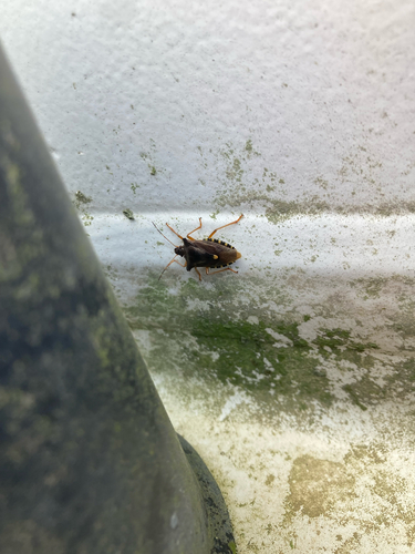 Forest Bug
