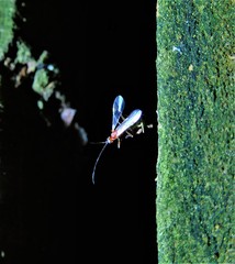 Braconidae