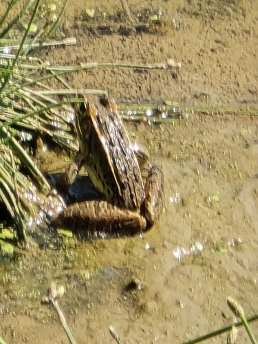 Southern Leopard Frog observed by rebecca145