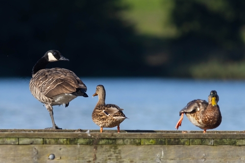 Canada Goose