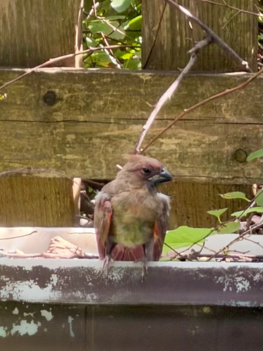 Northern Cardinal