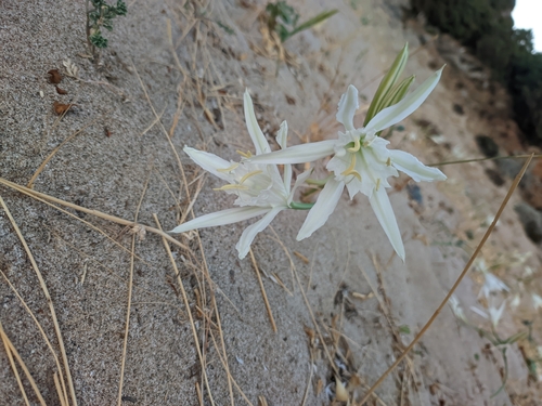 Sea Daffodil