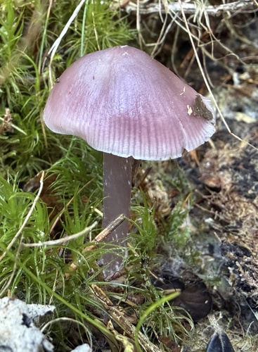 Lilac Bonnet