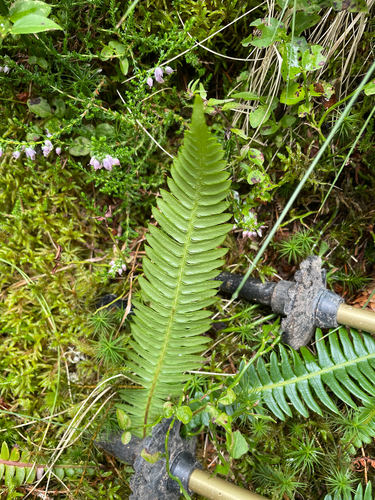 deer fern