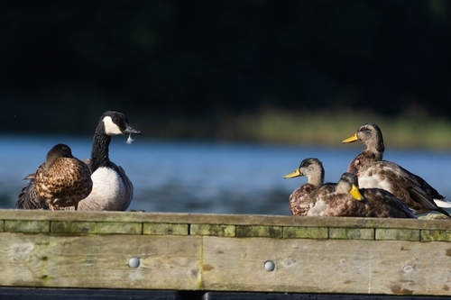 Mallard