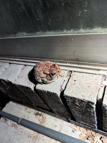 Southern Toad