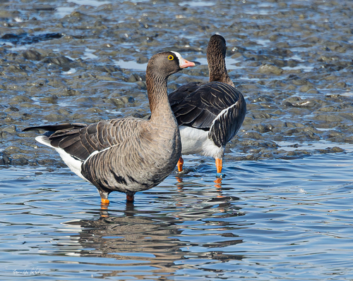 Lesser White-fronted Goose
