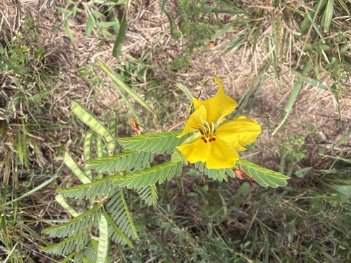 partridge pea