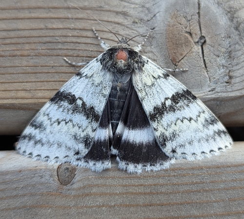 White Underwing