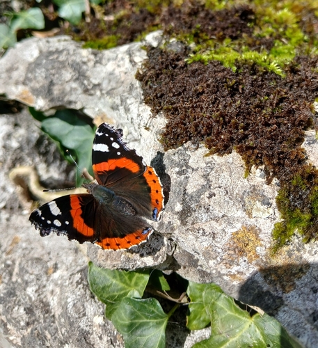 Red Admiral