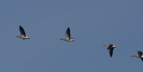 Greylag Goose