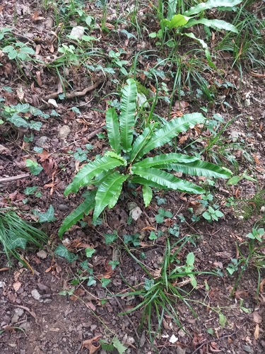 Hart's-tongue fern