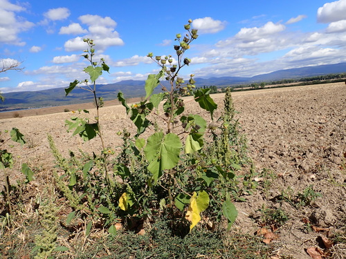 velvetleaf