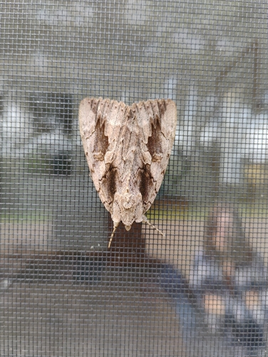 Sweetheart Underwing