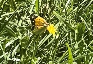 Clouded Yellow