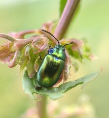 Gastrophysa cyanea
