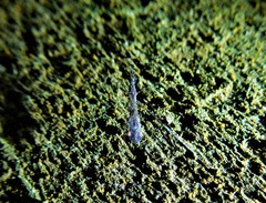 Diptera